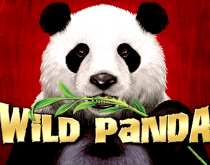 Wild Panda